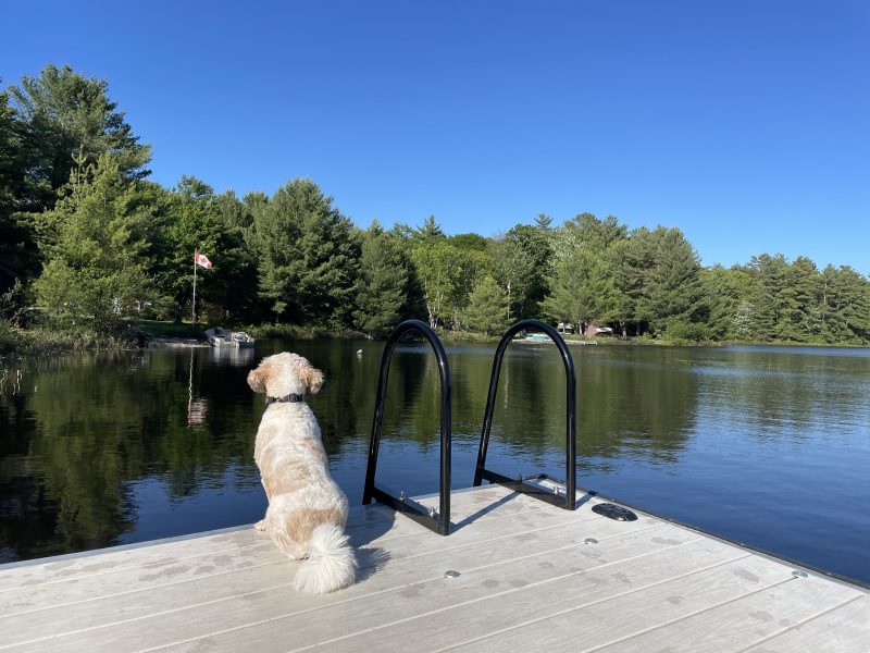 Best Ramps and Ladders for dogs