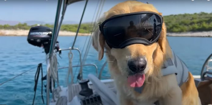 Guide to Essential Boat Accessories for Dogs